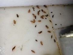 资阳灭鼠公司