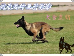 凌宇犬业