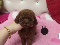 无锡西帕基犬