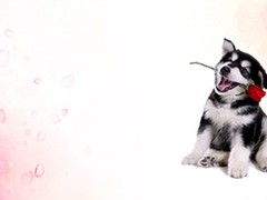 安安犬舍