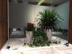 沈阳盆栽