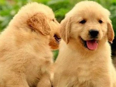 爱宠乐犬舍