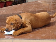 豆豆犬舍