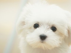 银川小型葡萄牙波登可犬