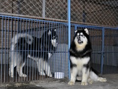 广东铃铛犬舍繁殖基地