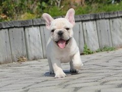 汪泰犬业