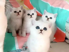 武汉馨馨猫舍