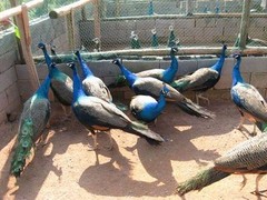 保定金龙鱼价格