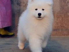 爱宠乐犬舍