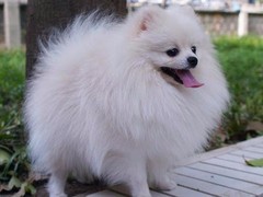 名扬犬业