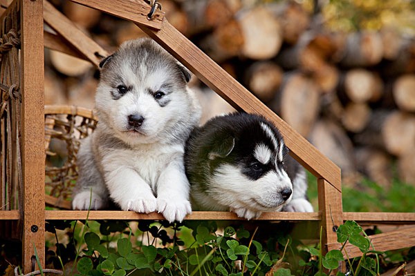 犬舍繁殖基地