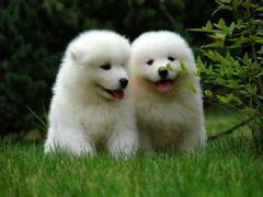 风凌犬业