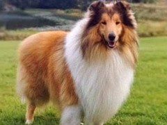 绵阳比格猎犬