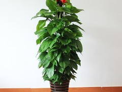 威海园林养护