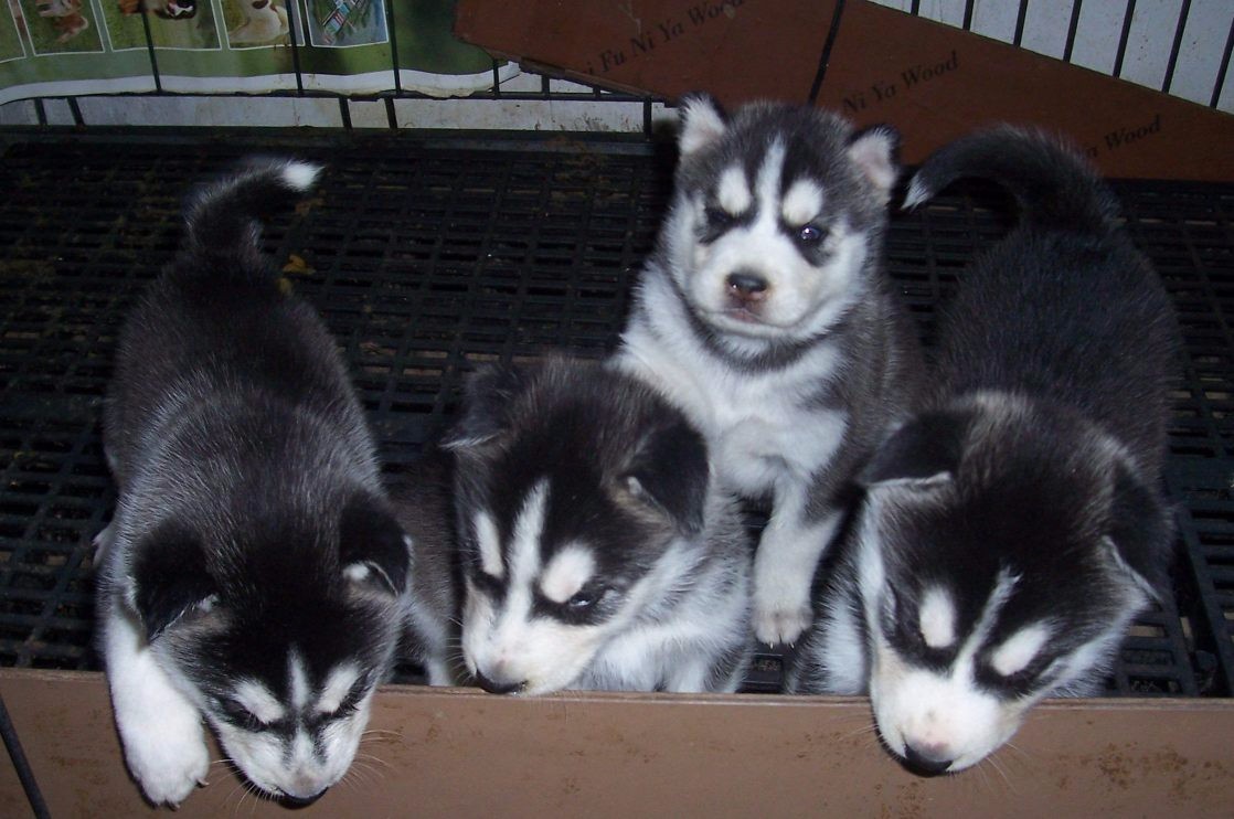 哈士奇_豆豆犬舍