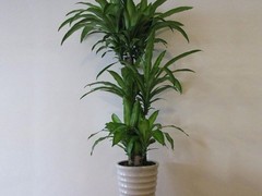 海口滨江鲜花绿植园圃