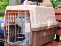 银川宠物空运公司