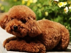 银川比利牛斯牧羊犬