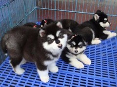 宠物山庄8