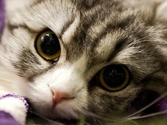 武汉馨馨猫舍