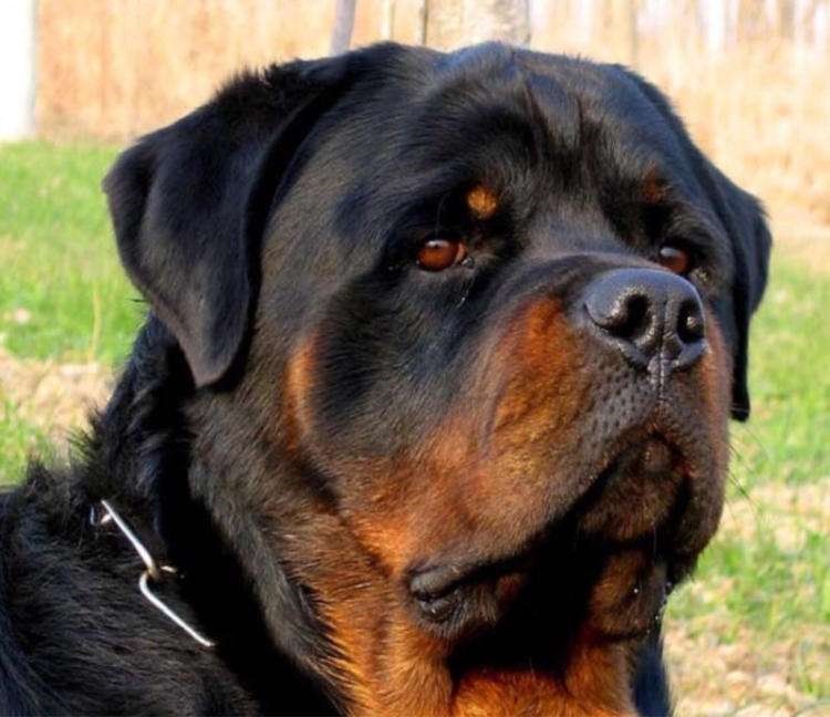 犬舍繁殖基地