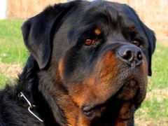 金达血统名犬繁育基地