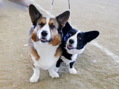 威海卷毛寻回犬