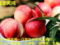 誠志天鴻