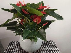 海口滨江鲜花绿植园圃