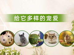 廊坊宠物兔领养