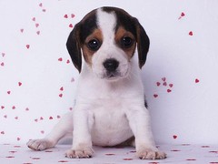 泉州马士提夫獒犬
