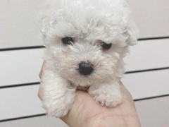沈阳犬舍基地