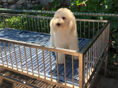 旺旺名犬