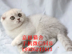 广东嘉恩猫舍
