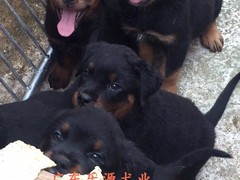 广东退伍兵犬舍