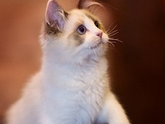 虹雨猫舍