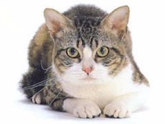 莉姿猫舍