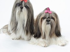 利犬寵物用品