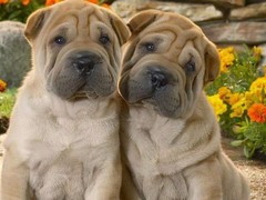 星园犬业