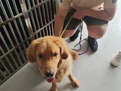 上海浦东新区宠物流浪狗流浪猫小动物救助领养收容收养中心站