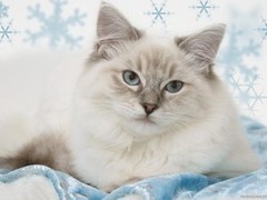 马鞍山英短猫纯种