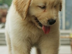石家庄威尔士跳猎犬