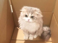 钟灵猫舍