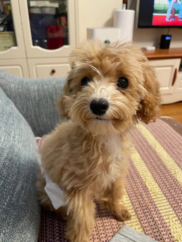 犬舍繁殖基地