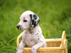 三亚斗牛獒犬