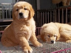 广东真顺犬业