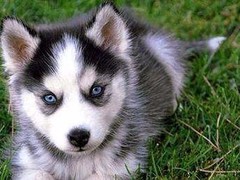 天诚犬业
