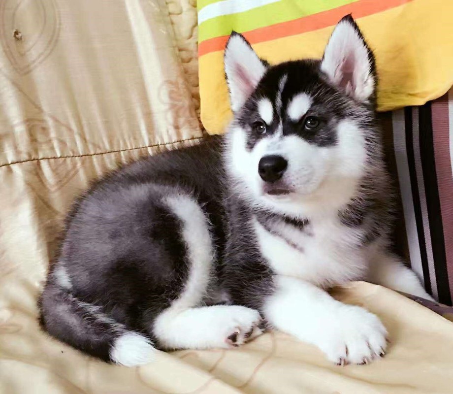 犬舍繁殖基地