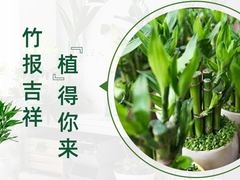 淄博富贵竹出售