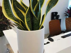天津植物租摆
